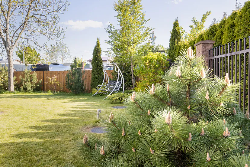 Garden with a pine tree and a swing