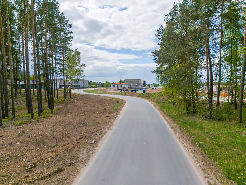 New paved road through a pine forest